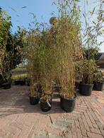 Bamboe Fargesia jiuzhaigou B1, Ophalen, Bloeit niet, Overige soorten, Halfschaduw