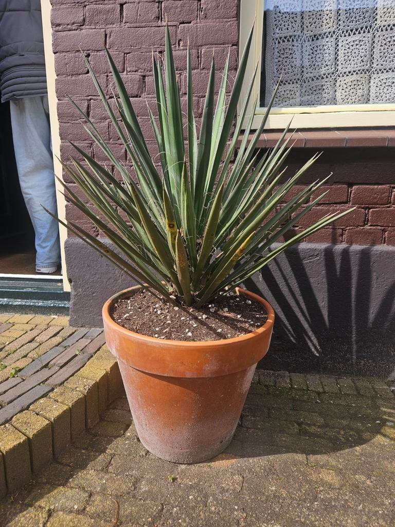 Yucca Rostrata foto 1 - 90cm stam - 349 euro, Tuin en Terras, Planten | Bomen, Volle zon, 100 tot 250 cm, Zomer, Overige soorten