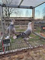 Een koppel Iraakse sierduiven te koop, Dieren en Toebehoren, Meerdere dieren, Overige soorten