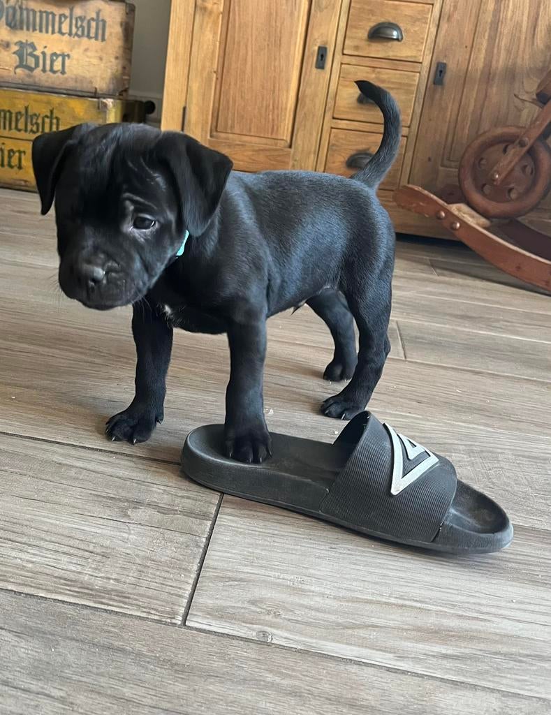 Engelse Stafford pup met FCI stamboom, Dieren en Toebehoren, Honden | Jack Russells en Terriërs, Overige rassen, 8 tot 15 weken