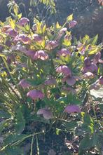 Helleborus  (meerdere kleuren), Tuin en Terras, Ophalen, Overige soorten, Minder dan 100 cm