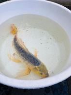 Koi vijver 4800 liter + Koi karpers compleet met pomp!, Karper of Koi