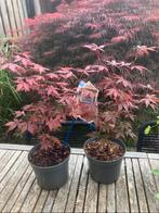 Japanse Esdoorns-Acer Palmatum Atropurpureum-3 voor 20 euro, Tuin en Terras, Vaste plant, Halfschaduw, Lente, Ophalen