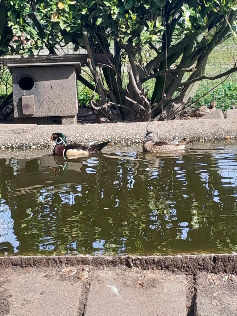 Koppel carolina eenden, Dieren en Toebehoren, Meerdere dieren, Eend