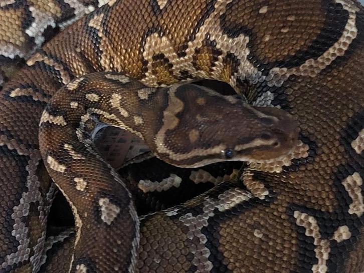 Volwassen bewezen Python Anchietae vrouw Reticulated Python - female for sale from Peet