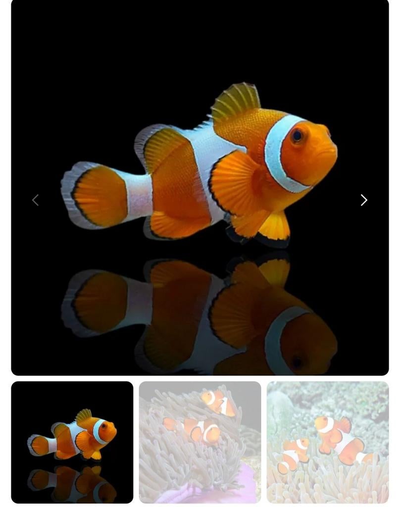 Vissen Gezocht Breda of Utrecht omgeving, Dieren en Toebehoren, Vissen | Aquariumvissen, Vis