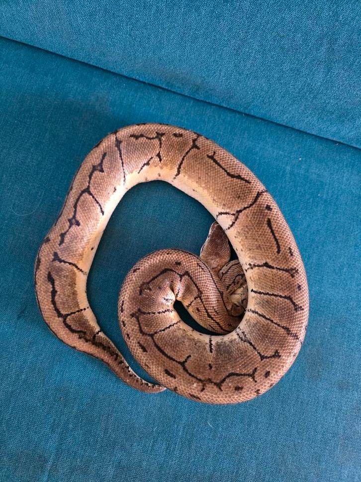 Ball python Ball Python - unknown for sale from Jessica