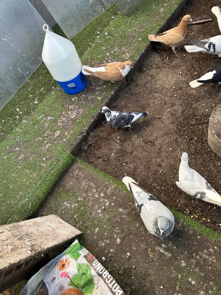 Duiven afghan’s, Dieren en Toebehoren, Vogels | Duiven, Meerdere dieren, Postduif