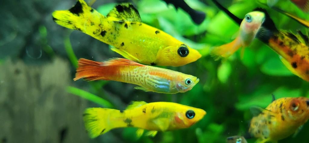 Guppen, Dieren en Toebehoren, Vis, Zoetwatervis