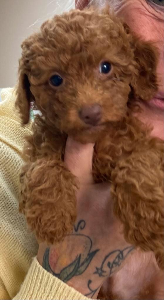 Rednose toypoedel reutje en een rood teefje, Dieren en Toebehoren, Honden | Chihuahua's en Gezelschapshonden, Reu, Poedel, Fokker | Hobbymatig