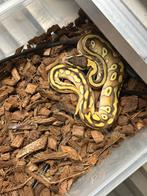 Collectie ballpythons, Dieren en Toebehoren, Slang, 3 tot 6 jaar