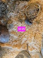 Mesocricetus auratus Goud Hamster, December, Meerdere dieren, Hamster