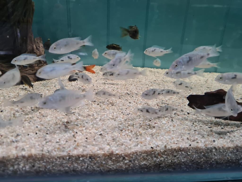 Cyrtocara Moorii Malawi Cichliden, Dolfijn Cichliden, Dieren en Toebehoren, Vissen | Aquariumvissen, Vis, Zoetwatervis