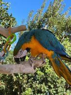 Papegaai gezocht herplaatsbaar of met een handicap, Meerdere dieren, Papegaai