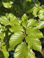 Beukenhaag & Haagbeuk, Ophalen of Verzenden, Beukenhaag, 100 tot 250 cm