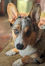 Charlie, Welsh Corgi Cardigan., 15 weken tot 1 jaar, Reu, Parvo, Eén hond