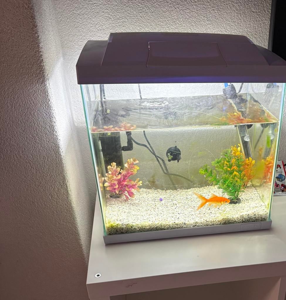 Goudvis met aquarium en alle toebehoren, Dieren en Toebehoren, Ophalen, Zo goed als nieuw, Gevuld zoetwateraquarium