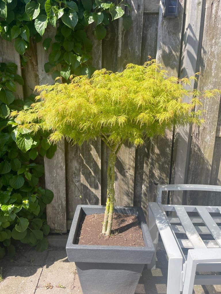 Japanse esdoorn - acer 85 cm, Tuin en Terras, Planten | Bomen, Ophalen, Bloeit niet, Halfschaduw, Overige soorten
