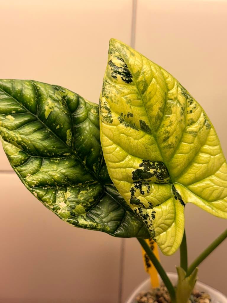 Alocasia sinuata aurea corms, Huis en Inrichting, Kamerplanten, Ophalen of Verzenden, Halfschaduw, Minder dan 100 cm