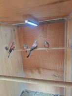 Te koop bourkesparkiet, Meerdere dieren, Parkiet