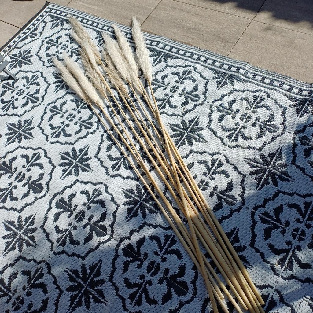 Pampasgras pluimen met lange steel leuk als decoratie, Ophalen