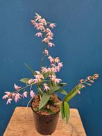 Orchidee Dendrobium Kingianum hellrosa p12 (2), Ophalen of Verzenden, Halfschaduw, Minder dan 100 cm