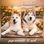 VERWACHT !!!  Pups  Alaskan Malamute ..Jap.Akita x Samojeed, Parvo, 8 tot 15 weken, Poolhond, Meerdere