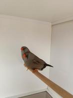 Charcoal zebravinken, Dieren en Toebehoren, Meerdere dieren, Geringd