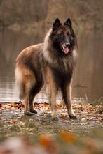 Groenendaeler & Tervuurse herder pups, België, Fokker | Hobbymatig, 8 tot 15 weken, Parvo