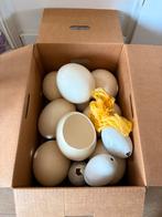 Verzameling echte struisvogeleieren 8-stuks, Ophalen, Gebruikt, Vogel, Overige typen
