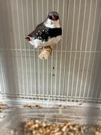 Diamantvink man, Dieren en Toebehoren, Vogels | Overige Vogels, Mannelijk, Geringd