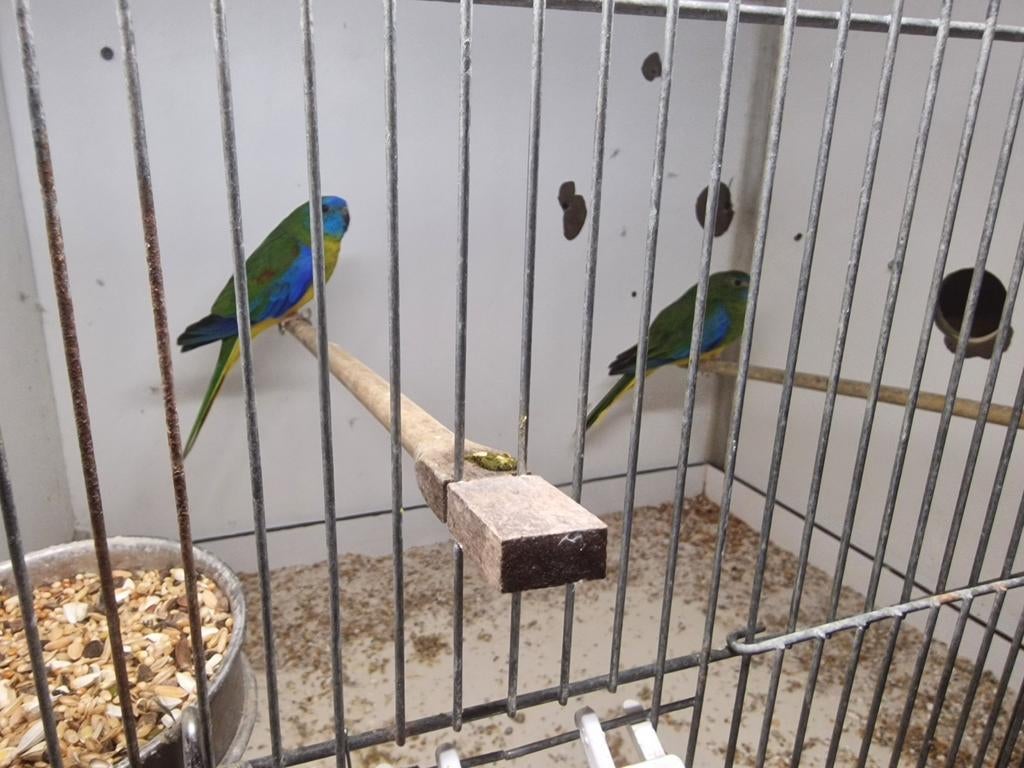 Splindit koppel / wild kleur, Meerdere dieren, Parkiet