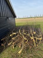 Wilgen takken , gratis afhalen, Ophalen, Bloeit niet, Volle zon, Overige soorten