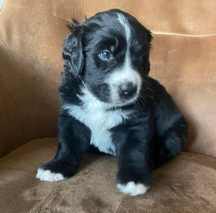 Boulab pups, Dieren en Toebehoren, Parvo, Reu, 8 tot 15 weken, Groot