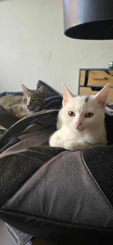 Kitten van 5 maanden mag opgehaald worden, Dieren en Toebehoren, Katten en Kittens | Raskatten | Korthaar, Poes, Gechipt