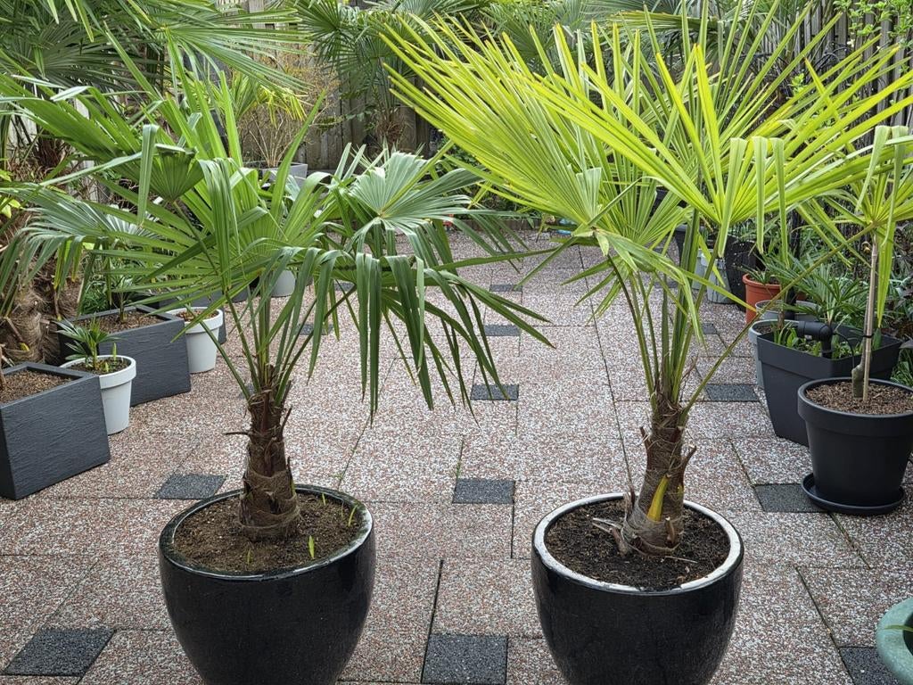 Winterharde Trachycarpus fortunei palm - 37 cm stamhoogte, Tuin en Terras, Planten | Tuinplanten, Volle zon, Vaste plant, Bloeit niet