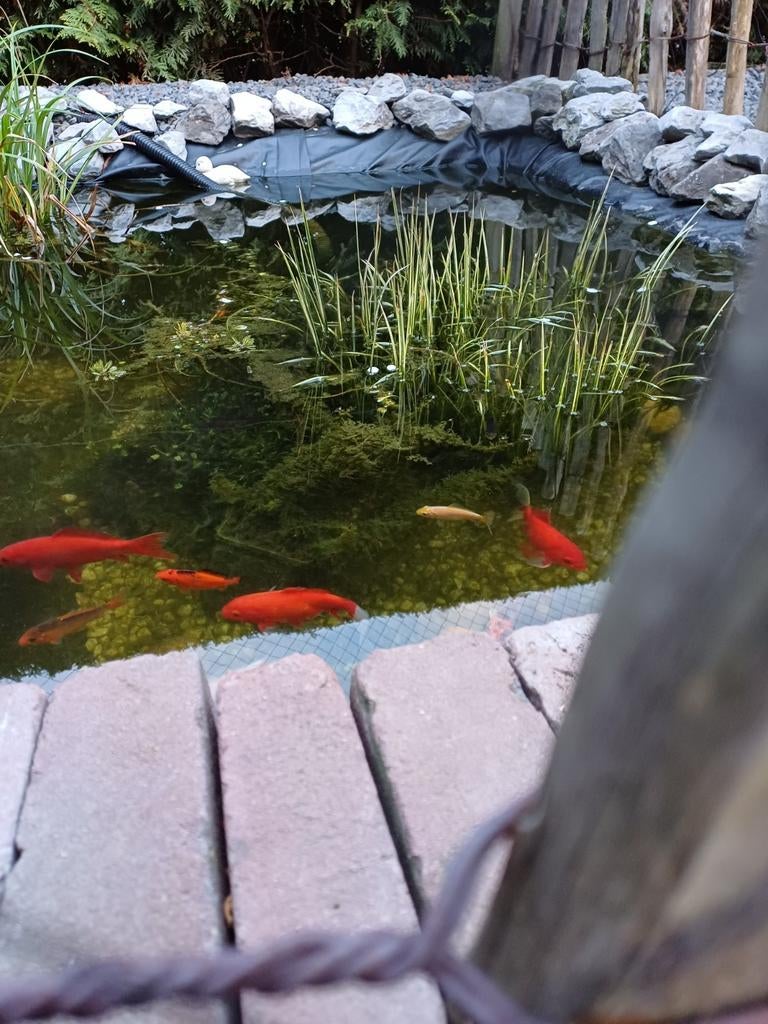 Mooie goudvissen, Dieren en Toebehoren