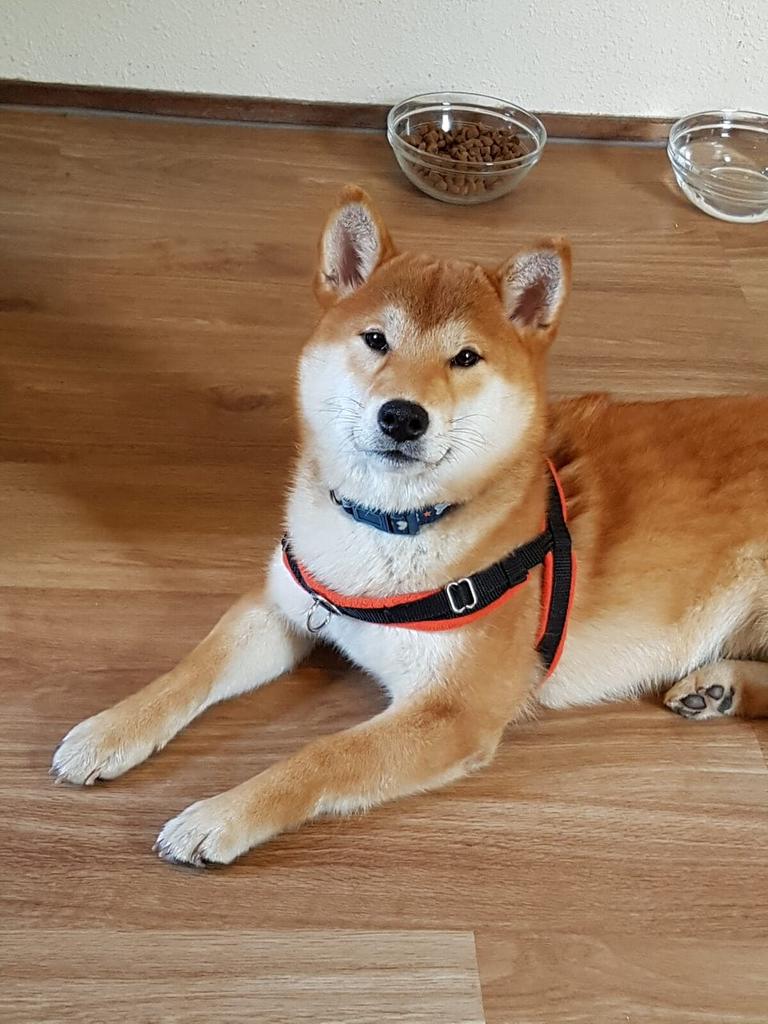 Shiba inu teef - 6 maand - geteste ouders enstamboom, Parvo, België, Fokker | Hobbymatig, Overige rassen