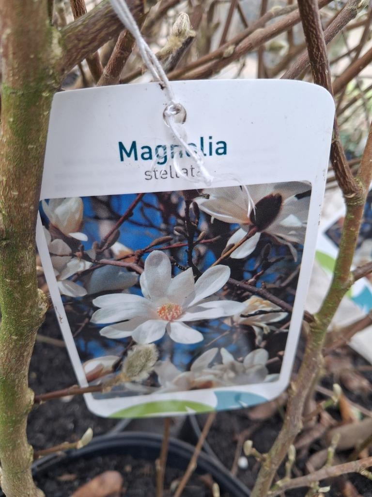 Magnolia Stellata in pot, Stermagnolia, tulpenboom, Tuin en Terras, Planten | Bomen, In pot, Halfschaduw, Lente, 100 tot 250 cm