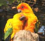 Koppel Zonparkieten, Dieren en Toebehoren, Meerdere dieren, Parkiet