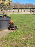 Super mooie Bullmastiff x Rottweiler puppy's, 8 tot 15 weken, Meerdere, Meerdere dieren, Nederland