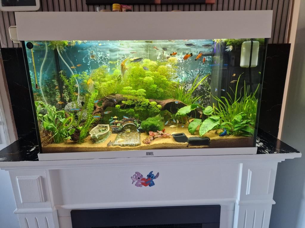 Juwel Aquarium 80cm 110liter, Ophalen