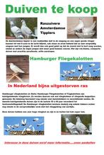 Raszuivere duiven te koop, Amsterdamse Tippler + Kalotte, Meerdere dieren, Overige soorten