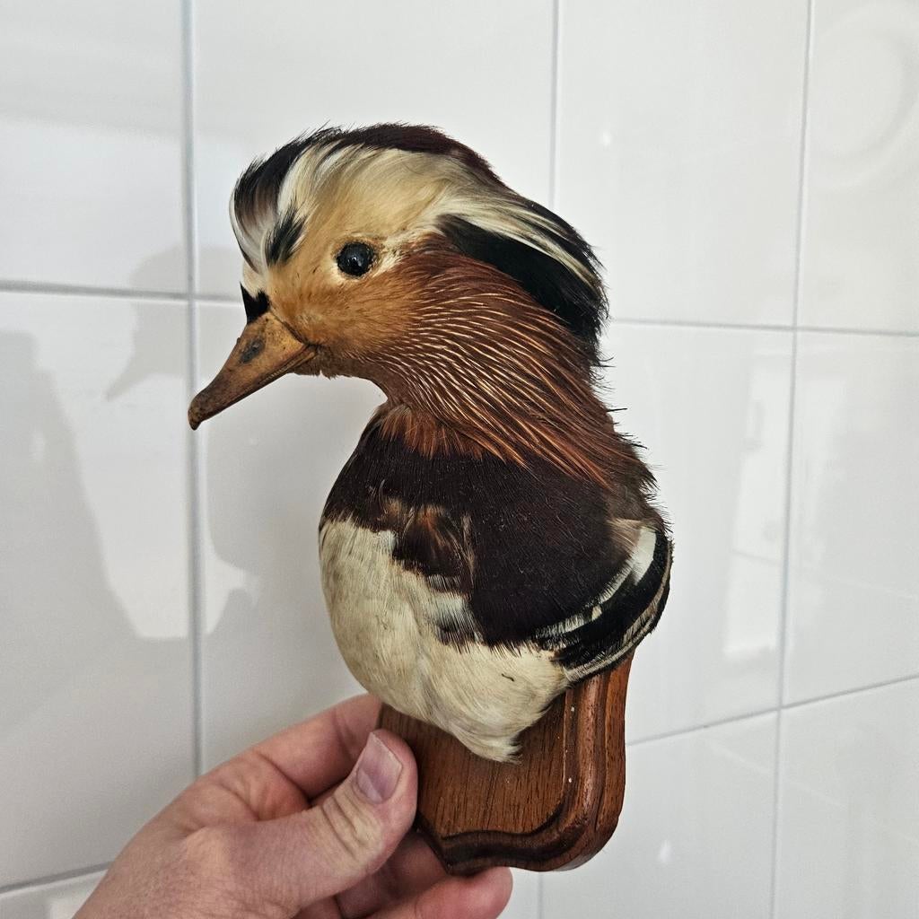 Opgezette Mandarijneend Opgezet taxidermie taxidermy eend, Ophalen of Verzenden, Zo goed als nieuw, Vogel, Opgezet dier