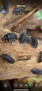 Zebra pissebed Armadillidium Maculatum, Dieren en Toebehoren, Overige soorten