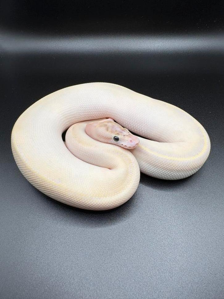 0.1 Ivory het Pied ball python regius te koop Ball Python - male for sale from Kevin