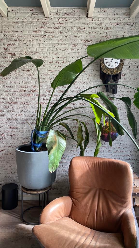 Strelitzia kamerplant, Ophalen, In pot, Halfschaduw, 200 cm of meer