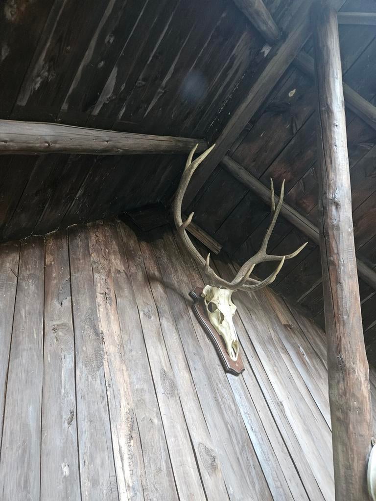 Gewei hert 10-ender - Perfect voor uw man cave!, Huis en Inrichting, Gebruikt, Ophalen of Verzenden, Landelijk, Natuurlijk materiaal