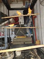 Kanaries te koop, Dieren en Toebehoren, Meerdere dieren