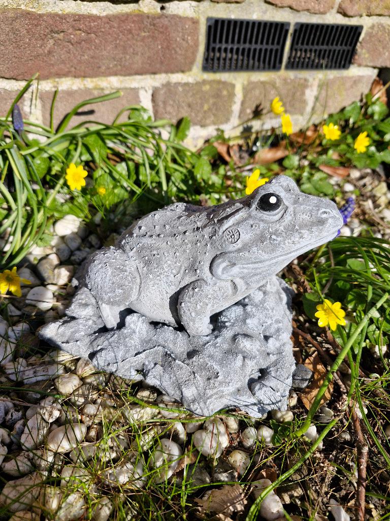 tuin beeld van een kikker , beton, Dierenbeeld, Ophalen of Verzenden, Atw, Beton